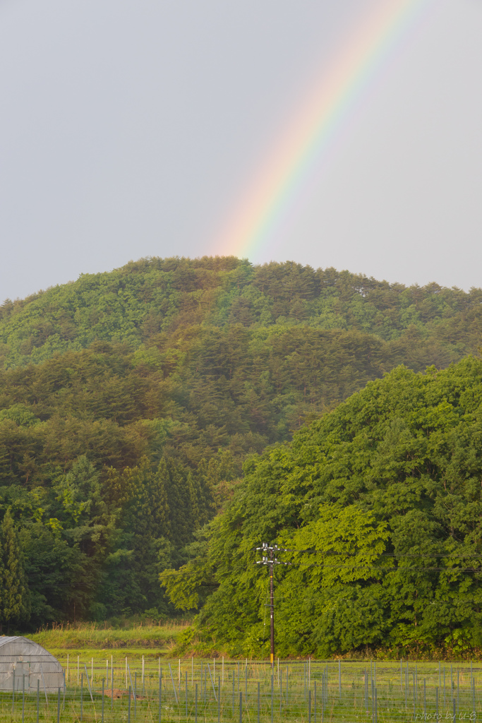虹の根