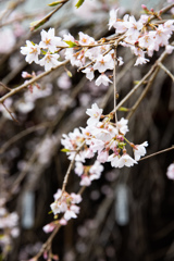 小松寺の桜#1