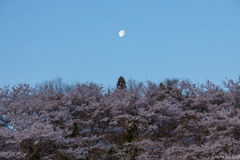 月と桜#1
