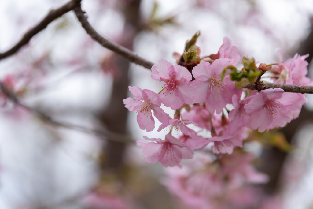 桜？②