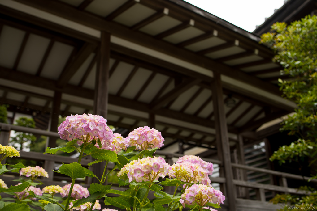 紫陽花#桃