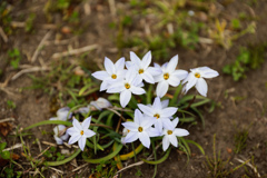 花ニラ