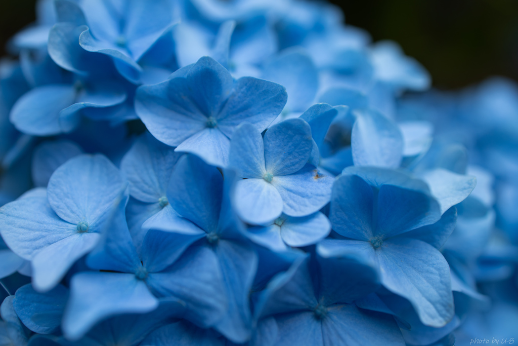 紫陽花#青