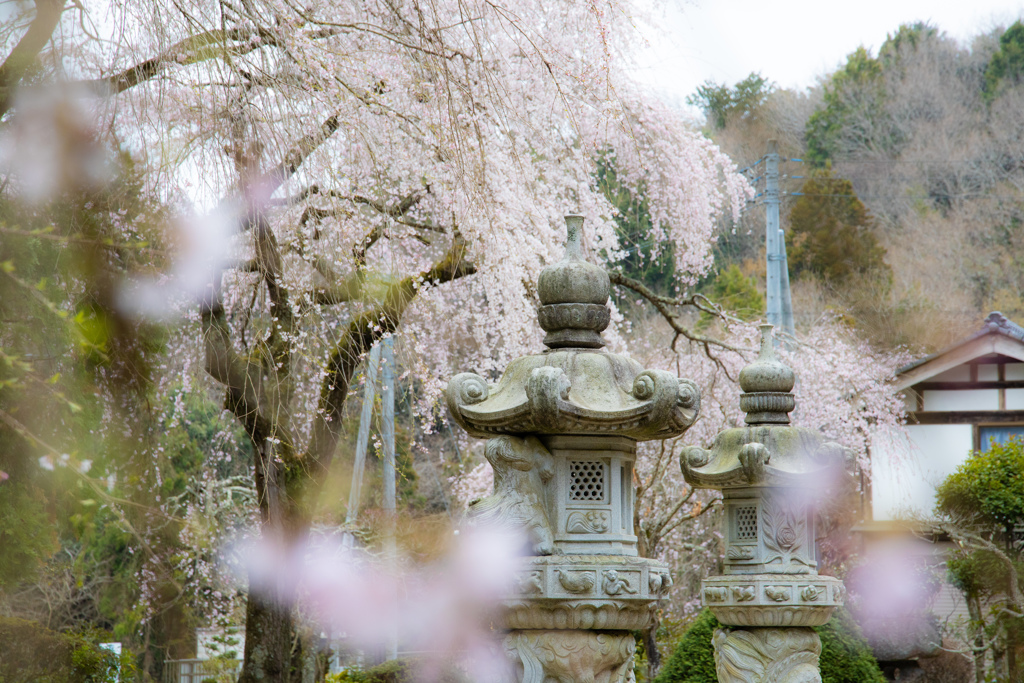 小松寺の桜#2
