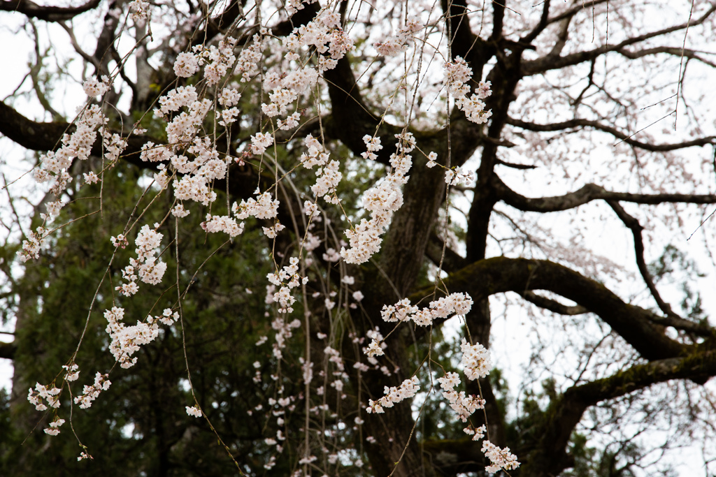 小松寺の桜#3