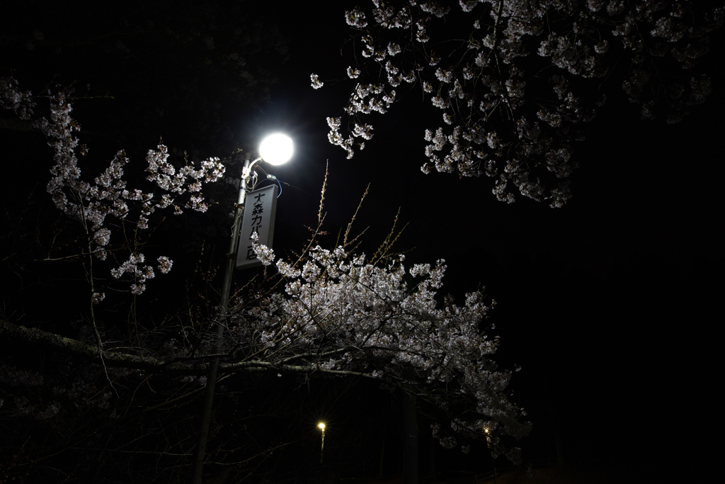 夜桜