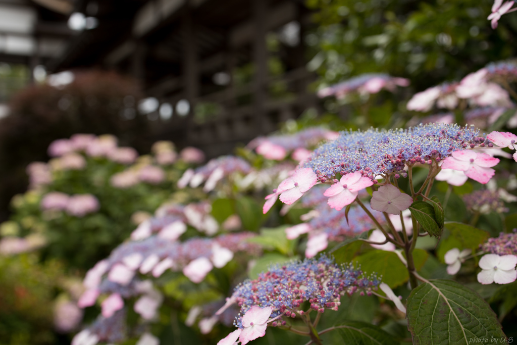 紫陽花#紫