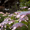 紫陽花#紫