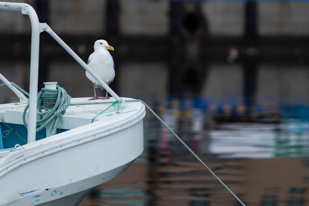 海猫