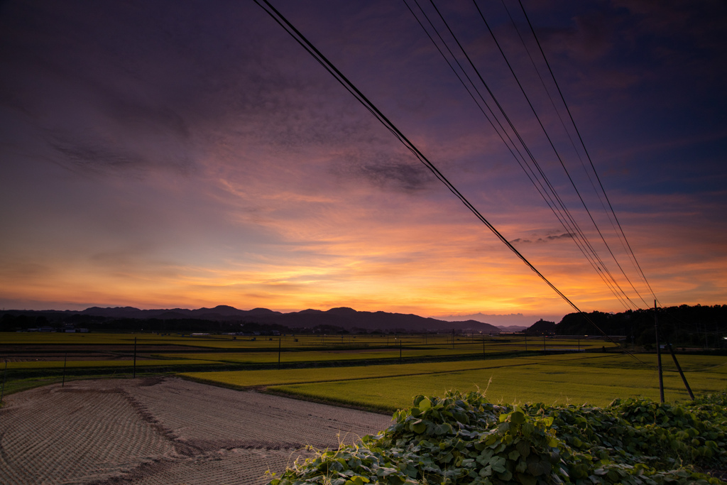 田園の夕焼け