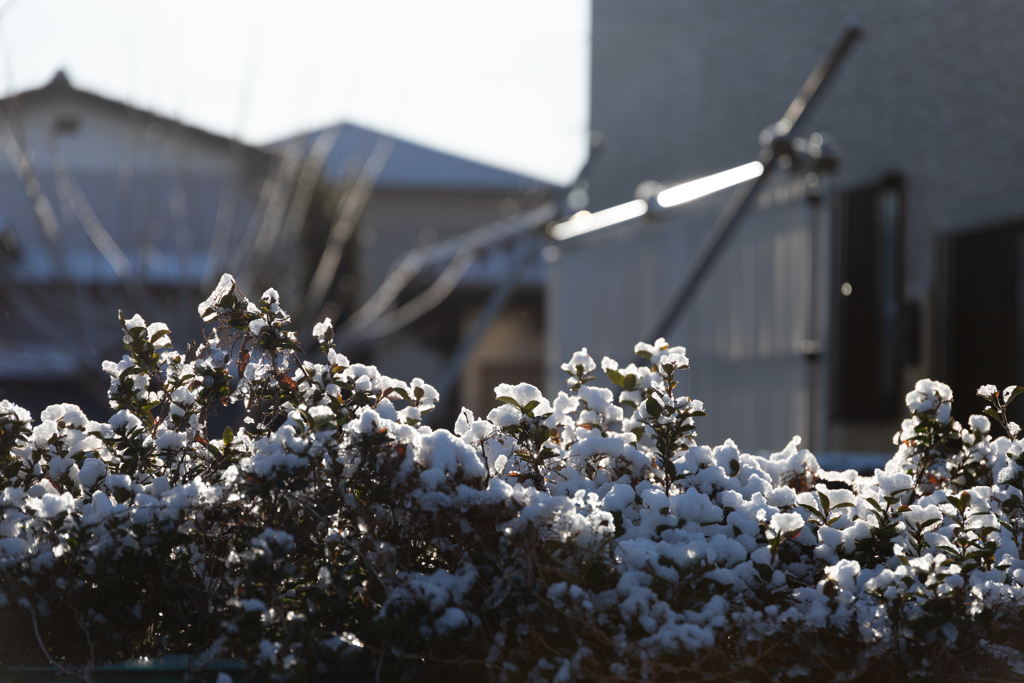 今日は積雪