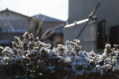 今日は積雪