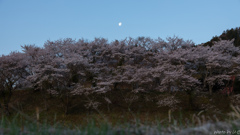 月と桜#2