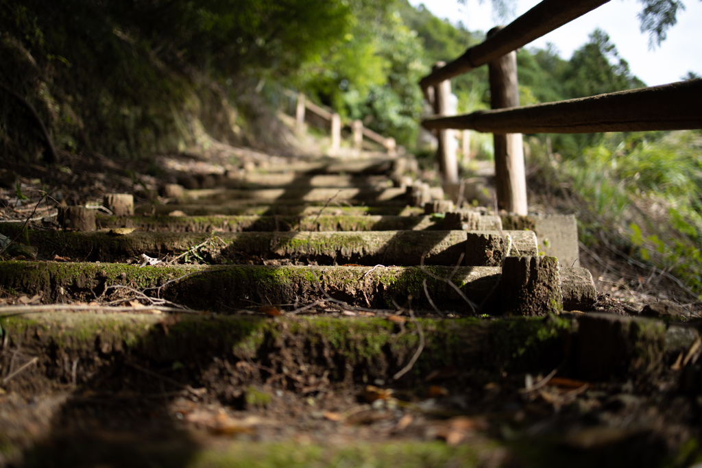 苔むした階段