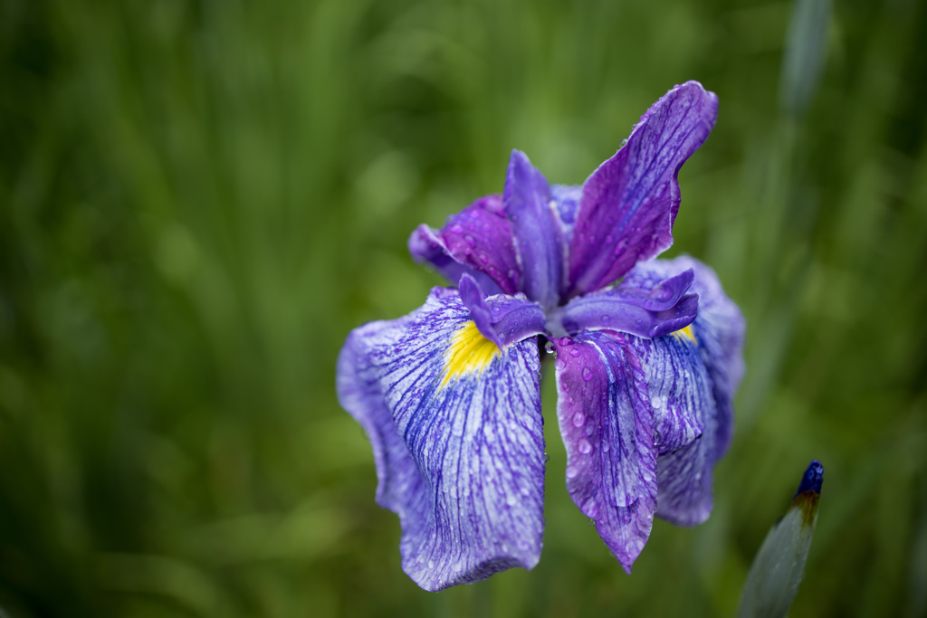 花菖蒲
