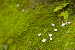 苔桜