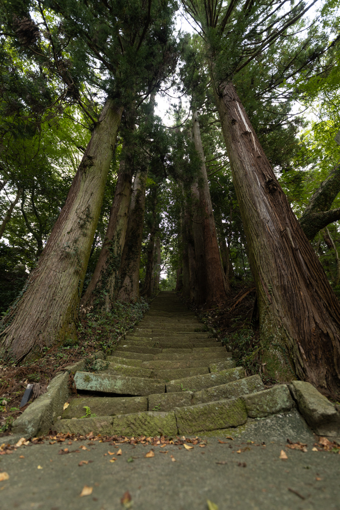 並木階段