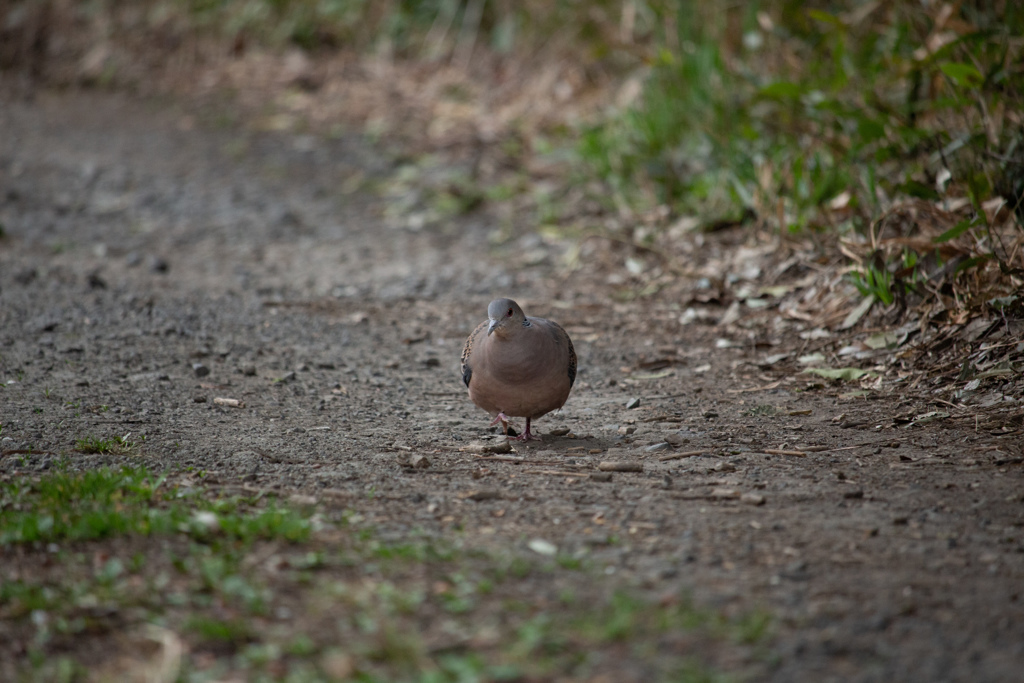 鳩