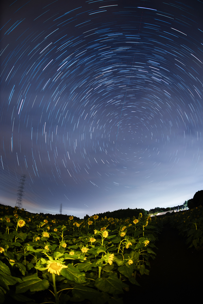 星と向日葵たち