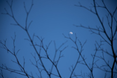 夕方の月