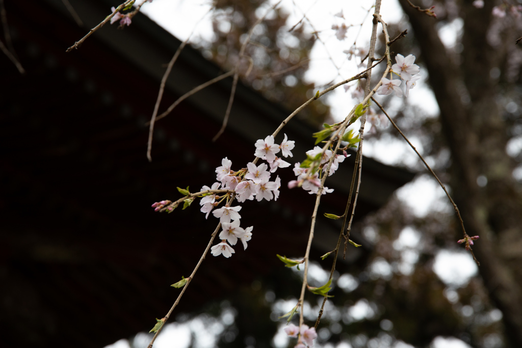 小松寺の桜#4