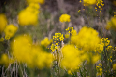 菜の花