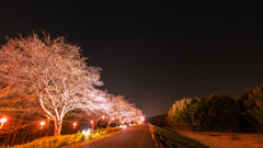 桜並木と冬の大三角