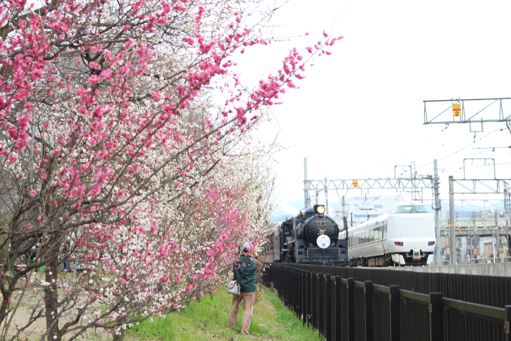 梅の時期と機関車