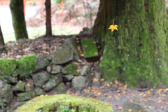 蜘蛛の巣ともみじ