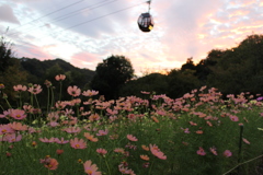 夕焼けとコスモスとロープウェイ