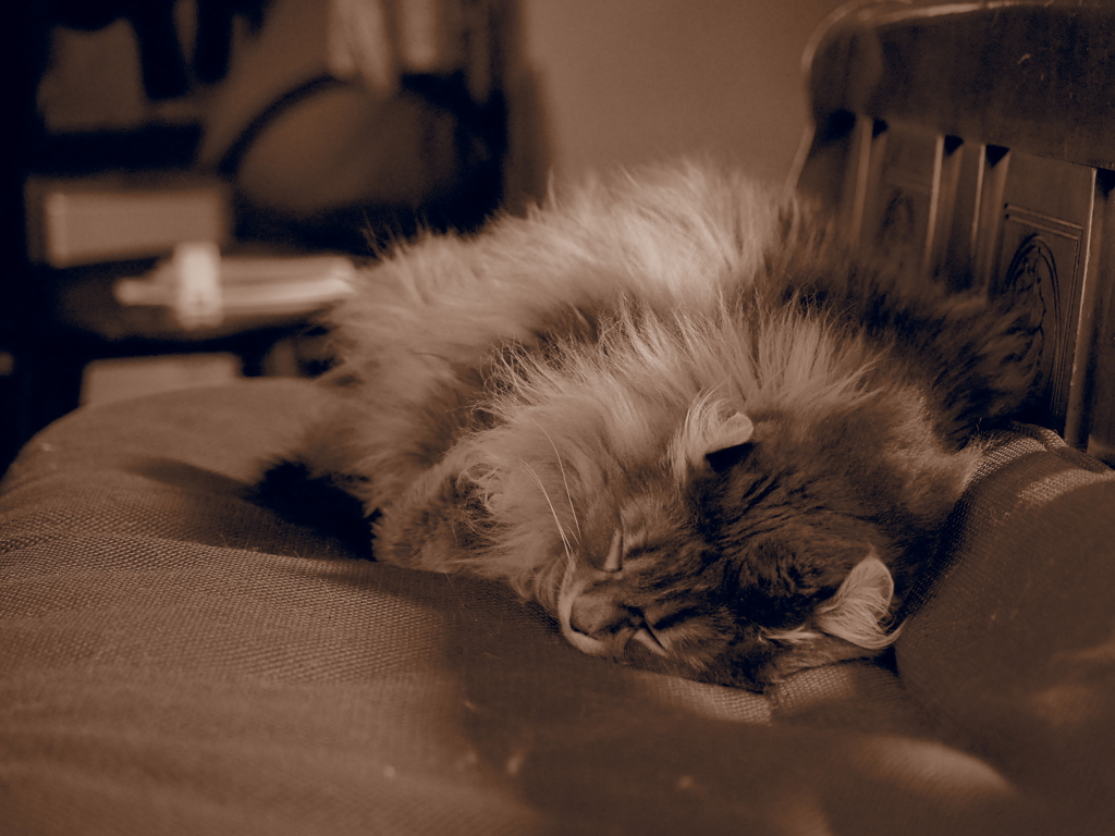 猫