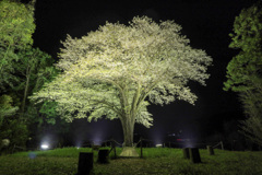 月光桜