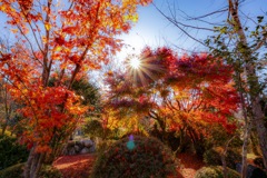 紅葉から差し込む光