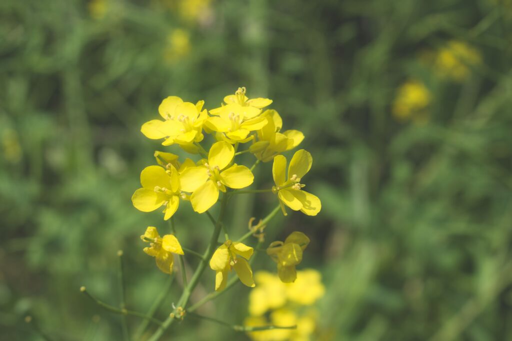 菜の花