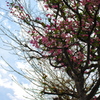 桜3