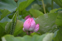 開きかけのハスの花