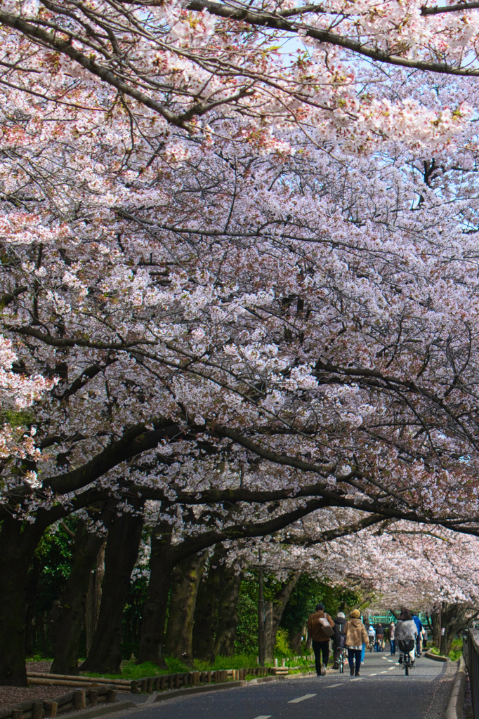 桜並木