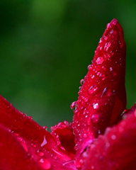 深紅のバラ