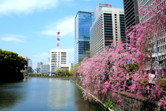 お堀の桜