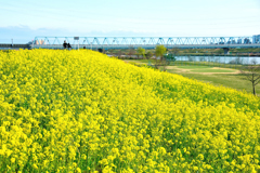 萌える江戸川土手