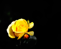 片隅の黄バラ