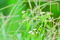 夏の野草