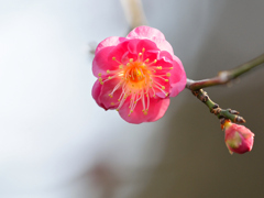 謹賀新年