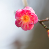 謹賀新年