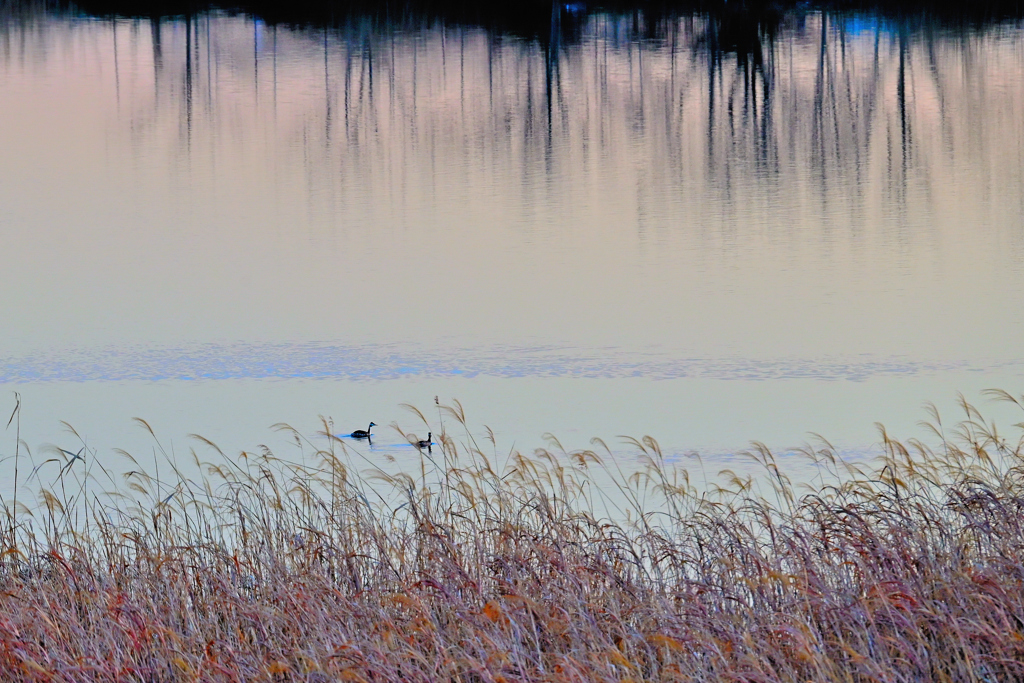 江戸川のカイツブリ