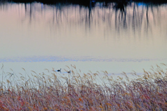 江戸川のカイツブリ
