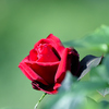 秋薔薇