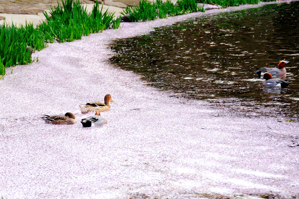 花びらの海