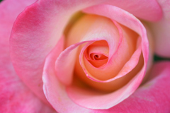 ピンクの薔薇