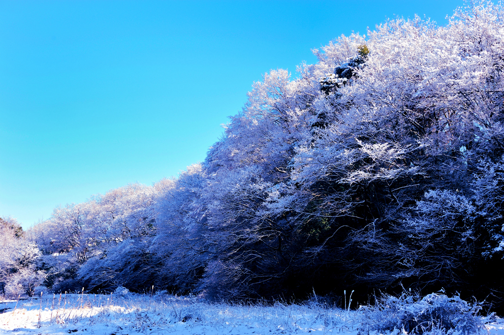 雪化粧